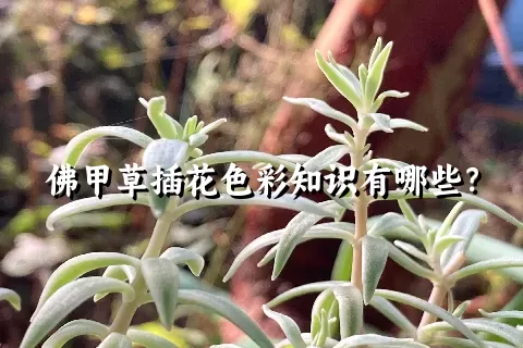 佛甲草插花色彩知识有哪些？