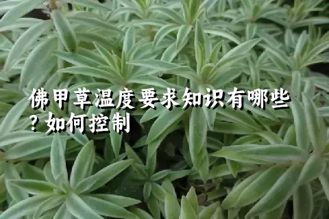 佛甲草温度要求知识有哪些？如何控制