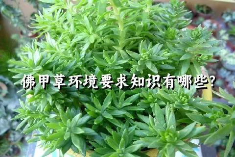 佛甲草环境要求知识有哪些？