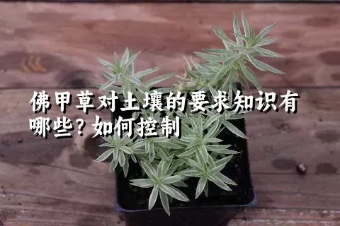 佛甲草对土壤的要求知识有哪些？如何控制