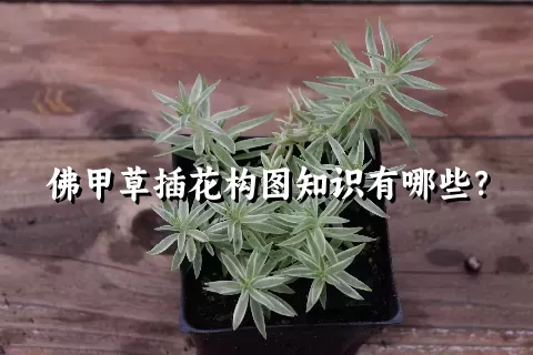 佛甲草插花构图知识有哪些？