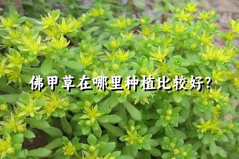 佛甲草在哪里种植比较好？