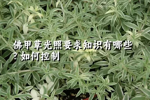 佛甲草光照要求知识有哪些？如何控制