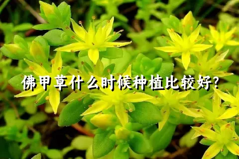 佛甲草什么时候种植比较好？