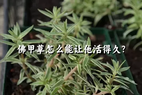 佛甲草怎么能让他活得久？