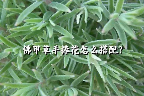 佛甲草手捧花怎么搭配？