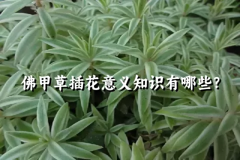 佛甲草插花意义知识有哪些？