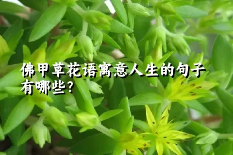 佛甲草花语寓意人生的句子有哪些？