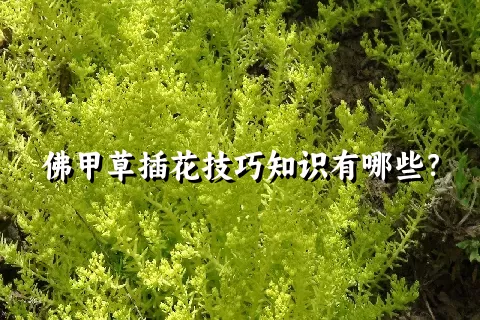 佛甲草插花技巧知识有哪些？