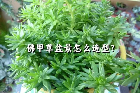 佛甲草盆景怎么造型？