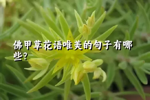 佛甲草花语唯美的句子有哪些？