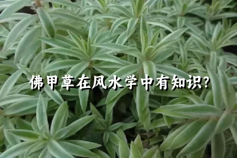 佛甲草在风水学中有知识？