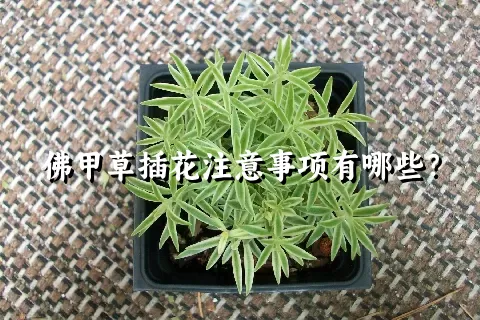 佛甲草插花注意事项有哪些？