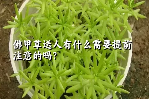 佛甲草送人有什么需要提前注意的吗？