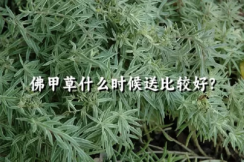 佛甲草什么时候送比较好？