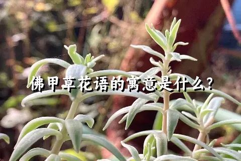 佛甲草花语的寓意是什么？