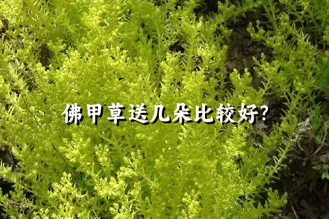 佛甲草送几朵比较好？