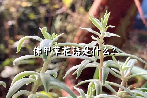 佛甲草花语是什么？