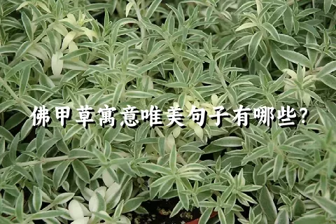 佛甲草寓意唯美句子有哪些？