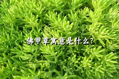 佛甲草寓意是什么？