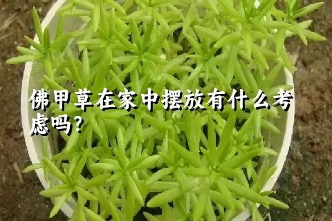 佛甲草在家中摆放有什么考虑吗？