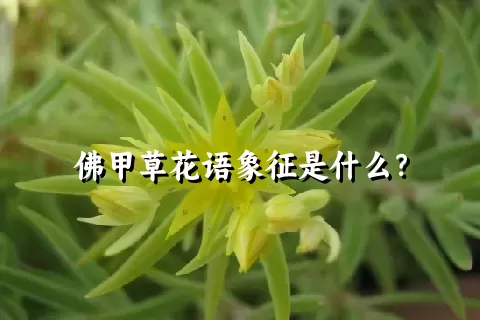 佛甲草花语象征是什么？