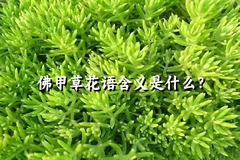 佛甲草花语含义是什么？