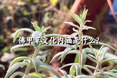 佛甲草文化内涵是什么？