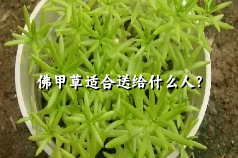 佛甲草适合送给什么人？