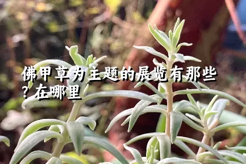 佛甲草为主题的展览有那些？在哪里