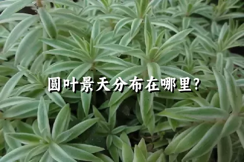 圆叶景天分布在哪里?