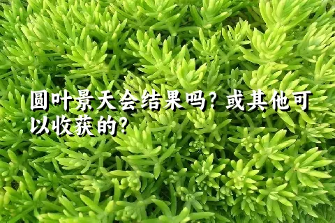 圆叶景天会结果吗？或其他可以收获的？