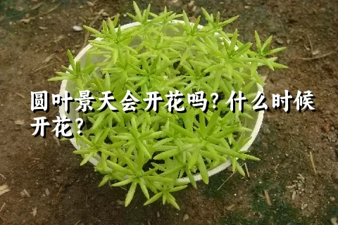 圆叶景天会开花吗？什么时候开花？