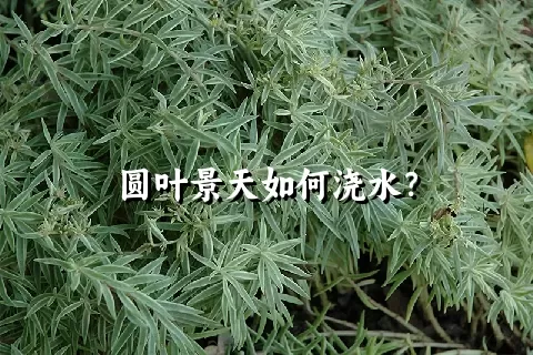 圆叶景天如何浇水？