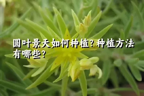 圆叶景天如何种植？种植方法有哪些？