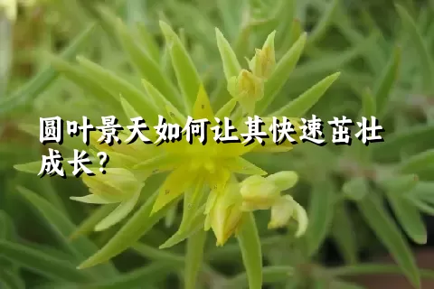 圆叶景天如何让其快速茁壮成长？