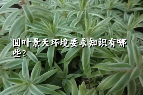 圆叶景天环境要求知识有哪些？