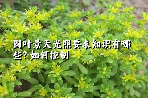 圆叶景天光照要求知识有哪些？如何控制