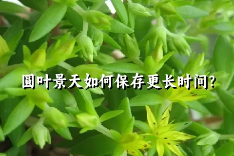 圆叶景天如何保存更长时间？