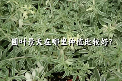 圆叶景天在哪里种植比较好？