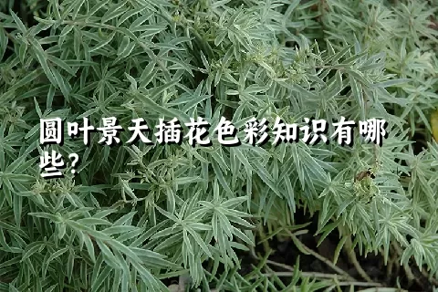 圆叶景天插花色彩知识有哪些？