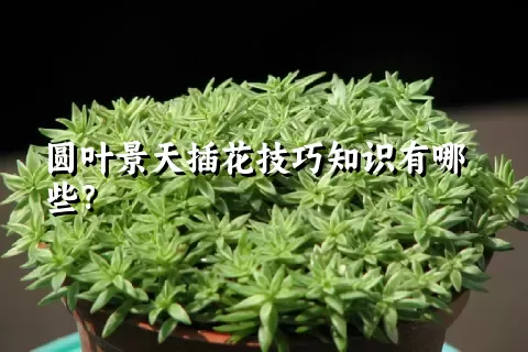 圆叶景天插花技巧知识有哪些？