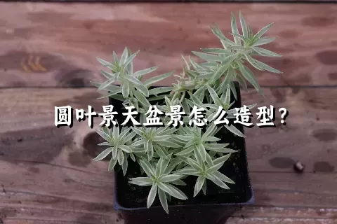 圆叶景天盆景怎么造型？