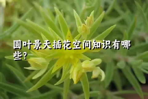 圆叶景天插花空间知识有哪些？