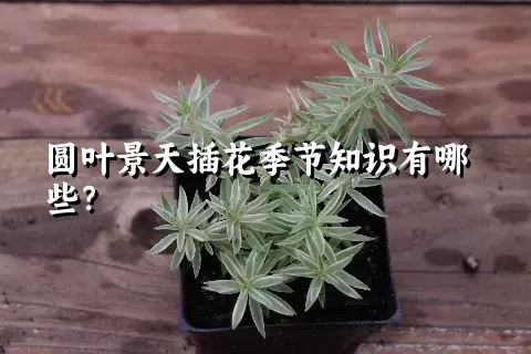 圆叶景天插花季节知识有哪些？