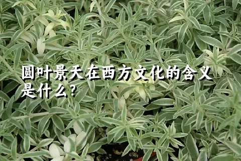 圆叶景天在西方文化的含义是什么？