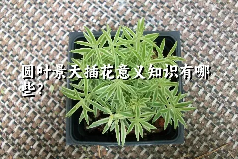 圆叶景天插花意义知识有哪些？