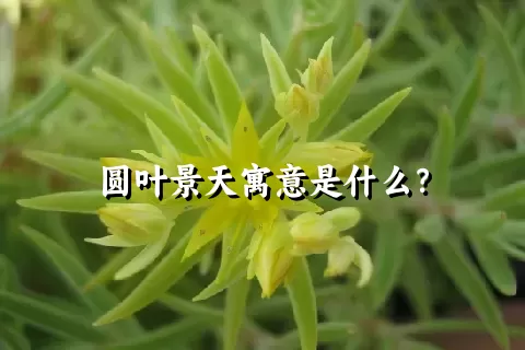 圆叶景天寓意是什么？