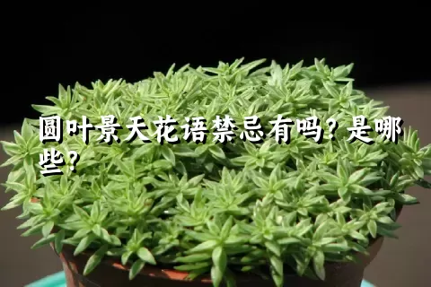 圆叶景天花语禁忌有吗？是哪些？