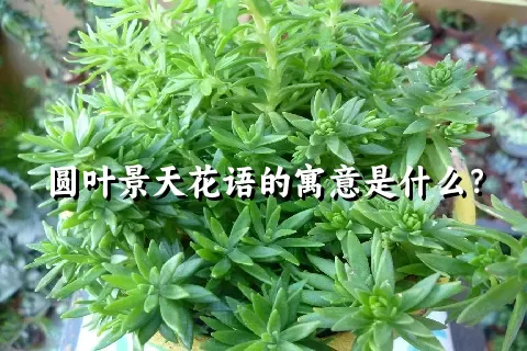 圆叶景天花语的寓意是什么？